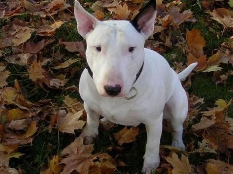 Фотографии к статье: Бультерьер (Bull Terrier) / Советы по уходу и воспитанию породы собак, описание собаки, помощь при болезнях, фотографии, дискусии и форум.