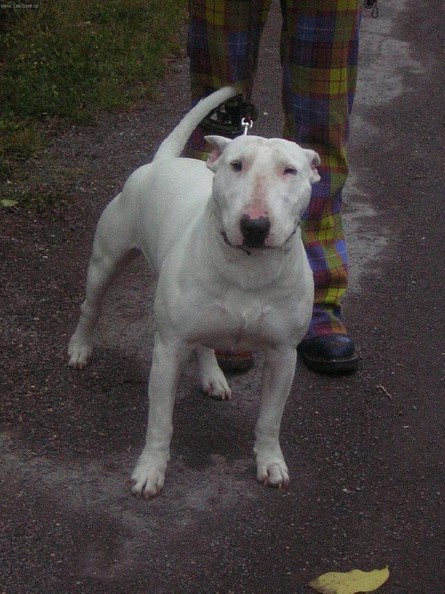 Фотографии к статье: Бультерьер (Bull Terrier) / Советы по уходу и воспитанию породы собак, описание собаки, помощь при болезнях, фотографии, дискусии и форум.