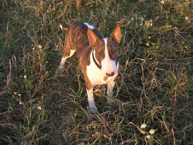 Фотографии к статье: Бультерьер (Bull Terrier) / Советы по уходу и воспитанию породы собак, описание собаки, помощь при болезнях, фотографии, дискусии и форум.