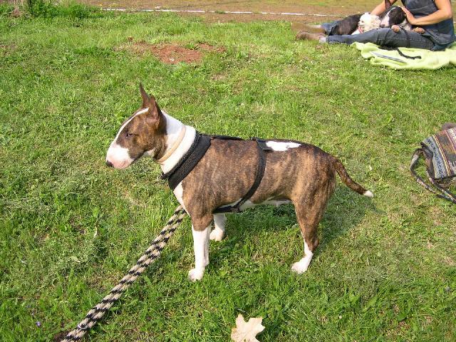 Фотографии к статье: Бультерьер (Bull Terrier) / Советы по уходу и воспитанию породы собак, описание собаки, помощь при болезнях, фотографии, дискусии и форум.