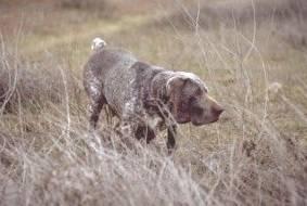 Фотографии к статье: Бургосский пойнтер (Perdiquero de Burgos, Burgos Pointing Dog) / Советы по уходу и воспитанию породы собак, описание собаки, помощь при болезнях, фотографии, дискусии и форум.