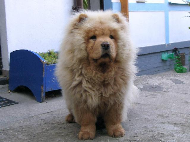 Фотографии к статье: Чау-чау (Chow Chow) / Советы по уходу и воспитанию породы собак, описание собаки, помощь при болезнях, фотографии, дискусии и форум.