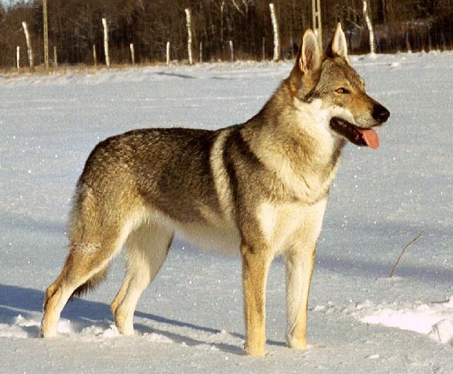 Фотографии к статье: Чехословацкий влчак (Czechoslovakian wolfdog) / Советы по уходу и воспитанию породы собак, описание собаки, помощь при болезнях, фотографии, дискусии и форум.