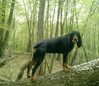 Фотографии к статье: Черно-подпалый кунхаунд (енотовая собака) (Black and Tan Coonhound) / Советы по уходу и воспитанию породы собак, описание собаки, помощь при болезнях, фотографии, дискусии и форум.