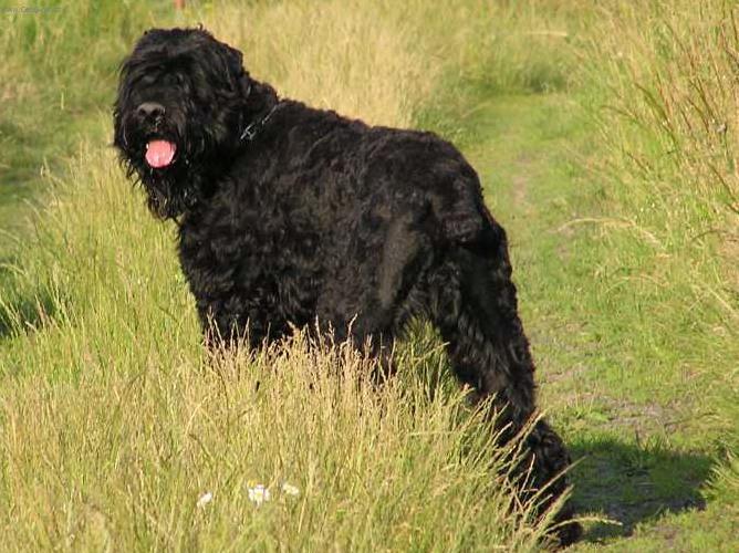 Фотографии к статье: Черный терьер (Black Russian Terrier) / Советы по уходу и воспитанию породы собак, описание собаки, помощь при болезнях, фотографии, дискусии и форум.