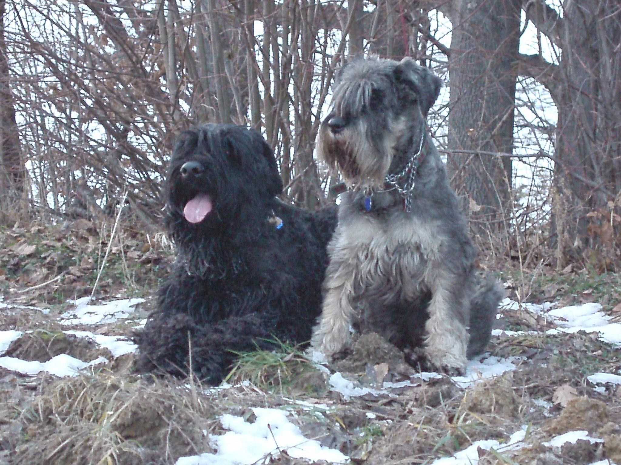 Фотографии к статье: Черный терьер (Black Russian Terrier) / Советы по уходу и воспитанию породы собак, описание собаки, помощь при болезнях, фотографии, дискусии и форум.