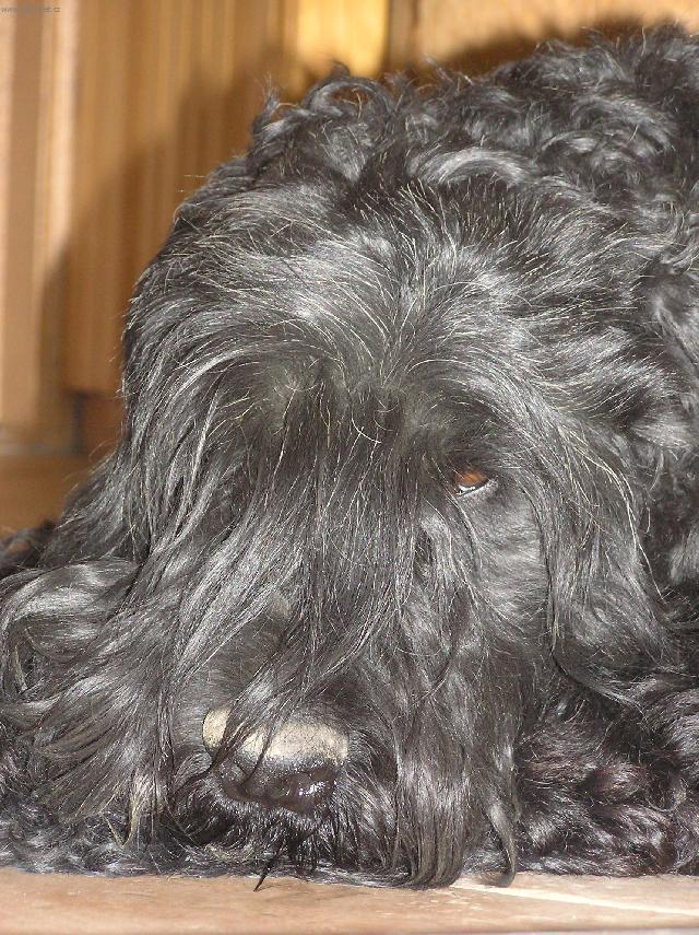 Фотографии к статье: Черный терьер (Black Russian Terrier) / Советы по уходу и воспитанию породы собак, описание собаки, помощь при болезнях, фотографии, дискусии и форум.