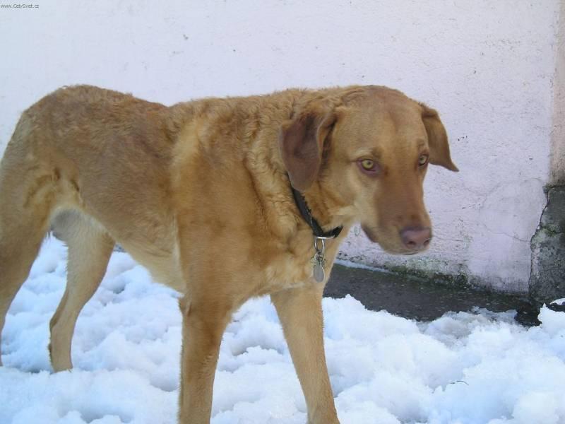 Фотографии к статье: Чесапик-бей-ретривер (Chesapeake Bay Retriever) / Советы по уходу и воспитанию породы собак, описание собаки, помощь при болезнях, фотографии, дискусии и форум.