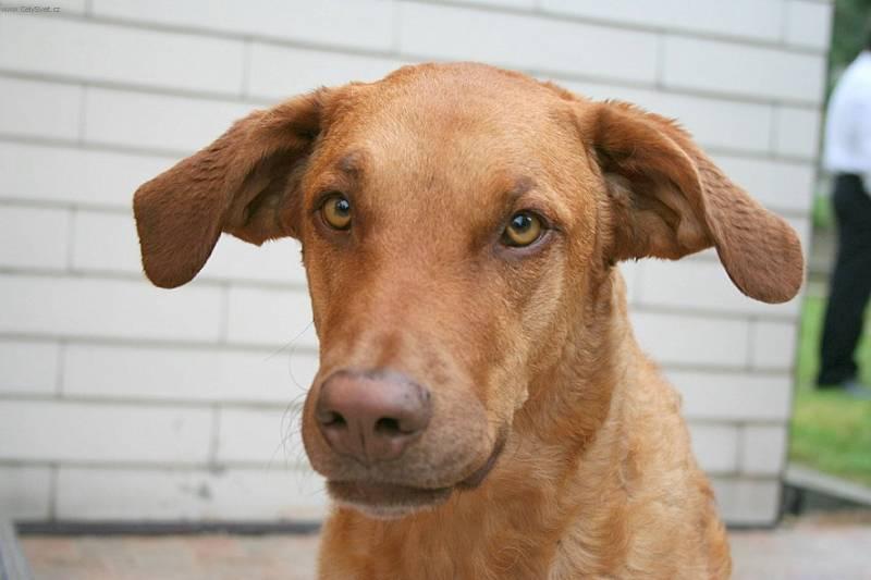 Фотографии к статье: Чесапик-бей-ретривер (Chesapeake Bay Retriever) / Советы по уходу и воспитанию породы собак, описание собаки, помощь при болезнях, фотографии, дискусии и форум.