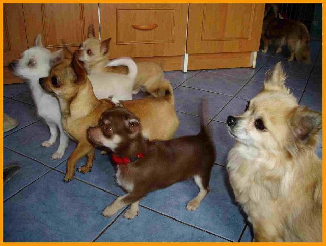 Фотографии к статье: Чихуахуа (Chihuahua) / Советы по уходу и воспитанию породы собак, описание собаки, помощь при болезнях, фотографии, дискусии и форум.