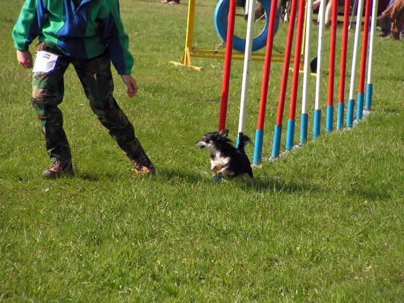 Фотографии к статье: Чихуахуа (Chihuahua) / Советы по уходу и воспитанию породы собак, описание собаки, помощь при болезнях, фотографии, дискусии и форум.