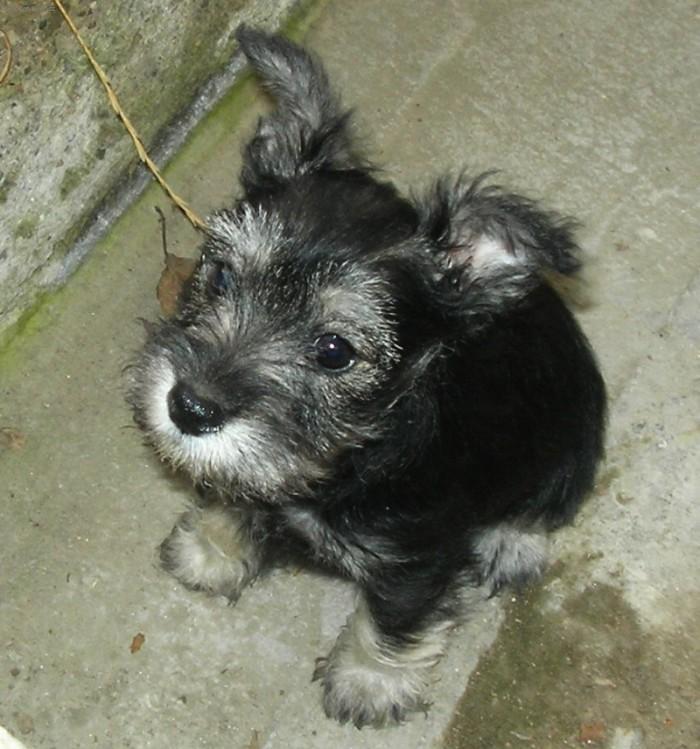 Фотографии к статье: Цвергшнауцер (Карликовый шнауцер) (Zwergschnauzer, Miniature Schnauzer) / Советы по уходу и воспитанию породы собак, описание собаки, помощь при болезнях, фотографии, дискусии и форум.