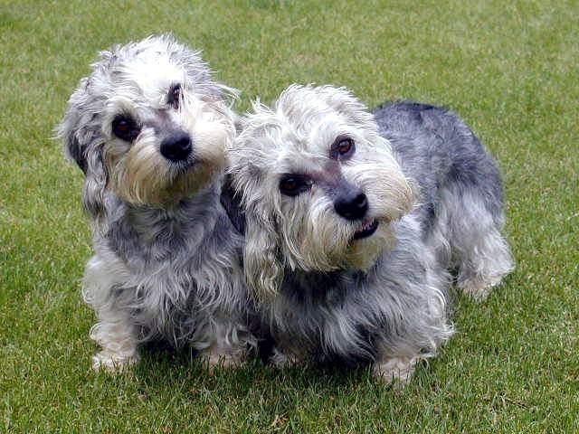 Фотографии к статье: Денди динмонт терьер (Dandie Dinmont Terrier) / Советы по уходу и воспитанию породы собак, описание собаки, помощь при болезнях, фотографии, дискусии и форум.