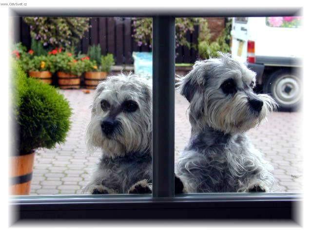 Фотографии к статье: Денди динмонт терьер (Dandie Dinmont Terrier) / Советы по уходу и воспитанию породы собак, описание собаки, помощь при болезнях, фотографии, дискусии и форум.