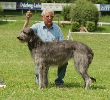 Фотографии к статье: Дирхаунд (Scottish Deerhound) / Советы по уходу и воспитанию породы собак, описание собаки, помощь при болезнях, фотографии, дискусии и форум.