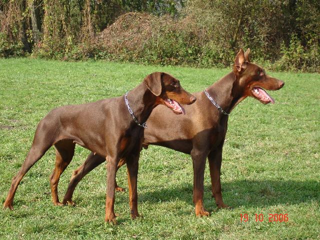 Фотографии к статье: Доберман (Dobermann, Doberman) / Советы по уходу и воспитанию породы собак, описание собаки, помощь при болезнях, фотографии, дискусии и форум.