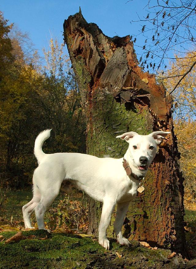 Фотографии к статье: Джек-рассел-терьер (Jack Russell Terrier) / Советы по уходу и воспитанию породы собак, описание собаки, помощь при болезнях, фотографии, дискусии и форум.