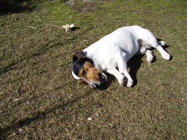 Фотографии к статье: Джек-рассел-терьер (Jack Russell Terrier) / Советы по уходу и воспитанию породы собак, описание собаки, помощь при болезнях, фотографии, дискусии и форум.