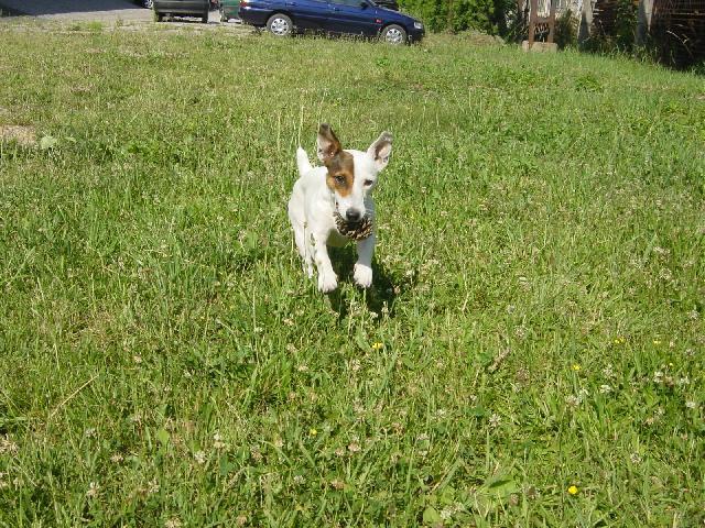 Фотографии к статье: Джек-рассел-терьер (Jack Russell Terrier) / Советы по уходу и воспитанию породы собак, описание собаки, помощь при болезнях, фотографии, дискусии и форум.