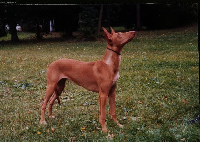 Фотографии к статье: Фараонова собака (Pharaoh Hound) / Советы по уходу и воспитанию породы собак, описание собаки, помощь при болезнях, фотографии, дискусии и форум.