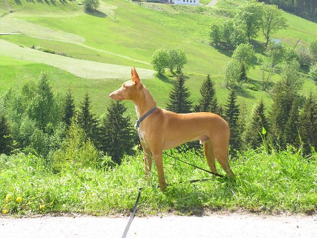 Фотографии к статье: Фараонова собака (Pharaoh Hound) / Советы по уходу и воспитанию породы собак, описание собаки, помощь при болезнях, фотографии, дискусии и форум.