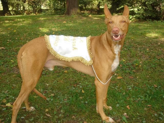 Фотографии к статье: Фараонова собака (Pharaoh Hound) / Советы по уходу и воспитанию породы собак, описание собаки, помощь при болезнях, фотографии, дискусии и форум.