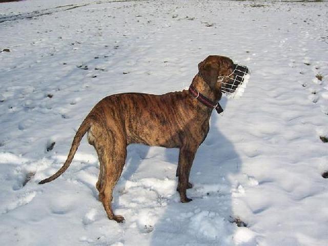 Фотографии к статье: Фила-бразилейру (Fila Brasileiro) / Советы по уходу и воспитанию породы собак, описание собаки, помощь при болезнях, фотографии, дискусии и форум.