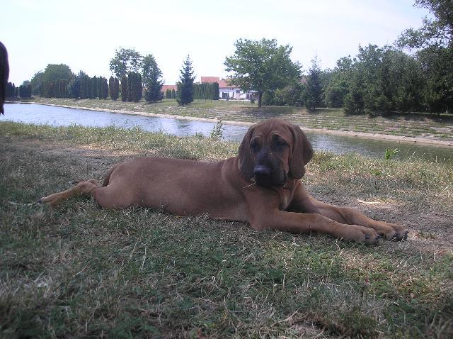 Фотографии к статье: Фила-бразилейру (Fila Brasileiro) / Советы по уходу и воспитанию породы собак, описание собаки, помощь при болезнях, фотографии, дискусии и форум.