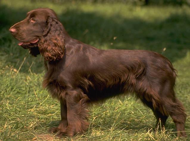 Фотографии к статье: Филд-спаниель (Field Spaniel) / Советы по уходу и воспитанию породы собак, описание собаки, помощь при болезнях, фотографии, дискусии и форум.