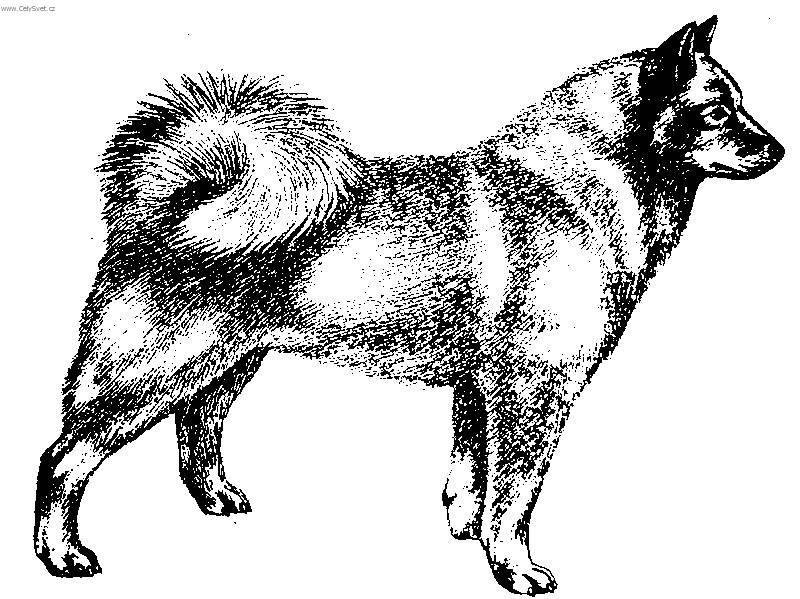 Фотографии к статье: Финский шпиц (Finnish Spitz, Suomenpystkorva) / Советы по уходу и воспитанию породы собак, описание собаки, помощь при болезнях, фотографии, дискусии и форум.