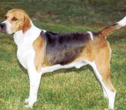 Фотографии к статье: Фоксхаунд (English Foxhound) / Советы по уходу и воспитанию породы собак, описание собаки, помощь при болезнях, фотографии, дискусии и форум.