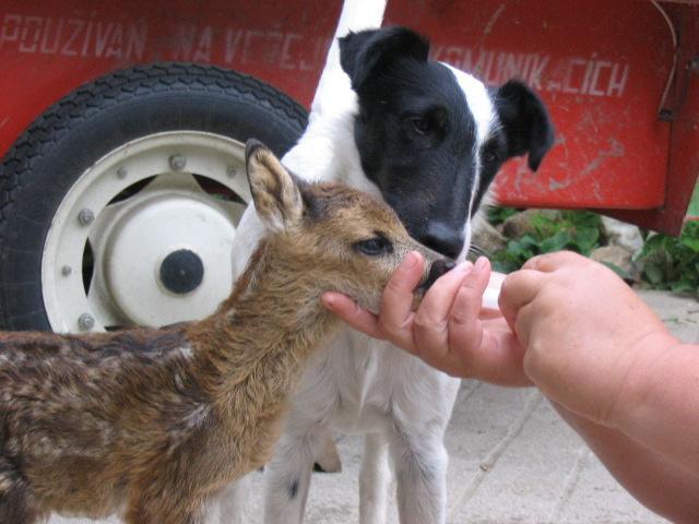 Фотографии к статье: Фокстерьер гладкошерстный (Fox Terrier Smooth) / Советы по уходу и воспитанию породы собак, описание собаки, помощь при болезнях, фотографии, дискусии и форум.