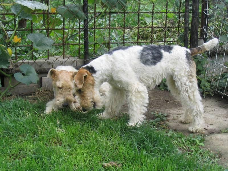 Фотографии к статье: Фокстерьер жесткошерстный (Fox Terrier Wire) / Советы по уходу и воспитанию породы собак, описание собаки, помощь при болезнях, фотографии, дискусии и форум.