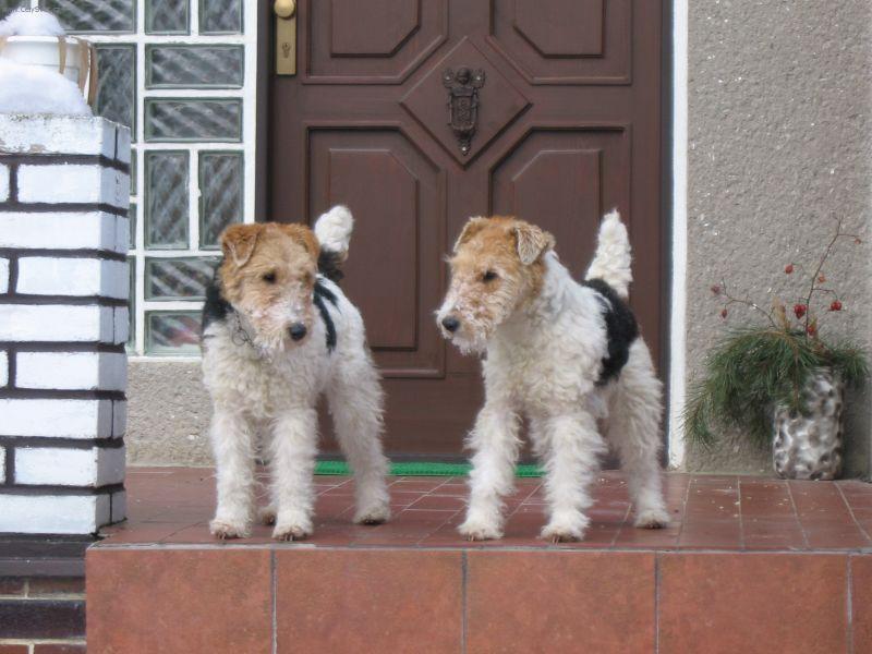 Фотографии к статье: Фокстерьер жесткошерстный (Fox Terrier Wire) / Советы по уходу и воспитанию породы собак, описание собаки, помощь при болезнях, фотографии, дискусии и форум.