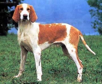 Фотографии к статье: Французская красно-пегая гончая (French White and Orange Hound) / Советы по уходу и воспитанию породы собак, описание собаки, помощь при болезнях, фотографии, дискусии и форум.