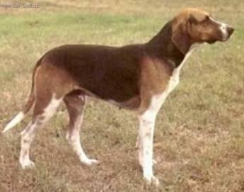 Фотографии к статье: Французская трехцветная гончая (French Tricolour Hound) / Советы по уходу и воспитанию породы собак, описание собаки, помощь при болезнях, фотографии, дискусии и форум.