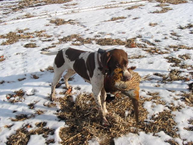 Фотографии к статье: Французский бракк (гасконский тип) (French Pointing Dog Gascogne Type, Braque Francais, type Gaascogne) / Советы по уходу и воспитанию породы собак, описание собаки, помощь при болезнях, фотографии, дискусии и форум.