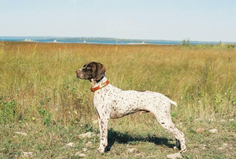 Фотографии к статье: Французский бракк (пиренейский тип) (French Pointing Dog - Pyrenean type) / Советы по уходу и воспитанию породы собак, описание собаки, помощь при болезнях, фотографии, дискусии и форум.