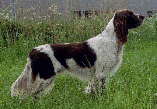 Фотографии к статье: Французский спаниель (French spaniel) / Советы по уходу и воспитанию породы собак, описание собаки, помощь при болезнях, фотографии, дискусии и форум.