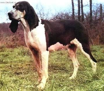 Фотографии к статье: Французская черно-пегая гончая (French White And Black Hound) / Советы по уходу и воспитанию породы собак, описание собаки, помощь при болезнях, фотографии, дискусии и форум.