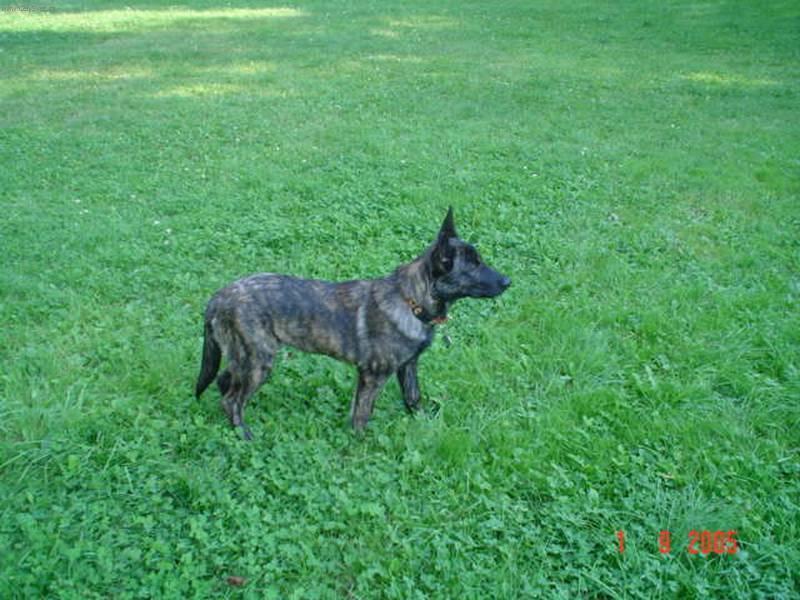 Фотографии к статье: Голландская овчарка (Dutch Shepherd Dog) / Советы по уходу и воспитанию породы собак, описание собаки, помощь при болезнях, фотографии, дискусии и форум.