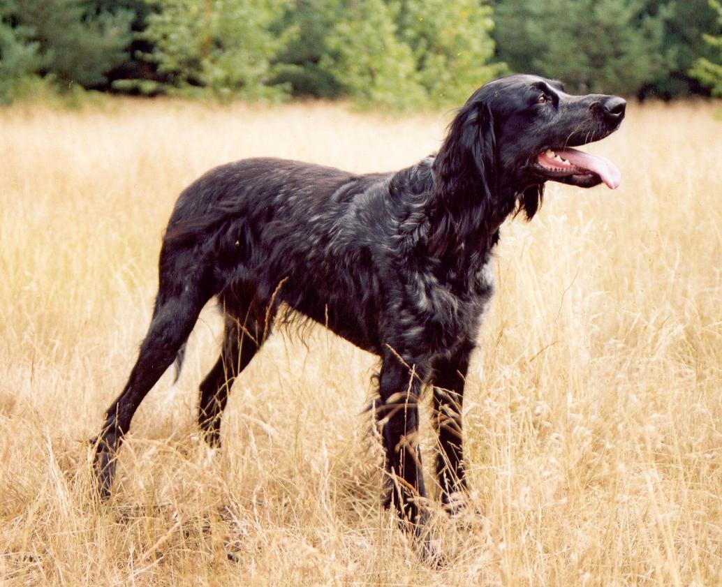 Фотографии к статье: Голубой пикардийский спаниель (Epagneul Bleu de Picarde, Blue Picardy Spaniel) / Советы по уходу и воспитанию породы собак, описание собаки, помощь при болезнях, фотографии, дискусии и форум.