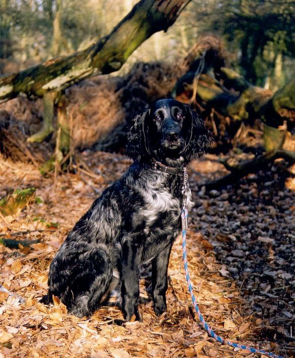 Фотографии к статье: Голубой пикардийский спаниель (Epagneul Bleu de Picarde, Blue Picardy Spaniel) / Советы по уходу и воспитанию породы собак, описание собаки, помощь при болезнях, фотографии, дискусии и форум.