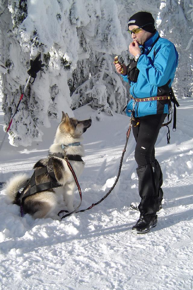 Фотографии к статье: Грёнландхунд (гренландская собака) (Greenland Dog) / Советы по уходу и воспитанию породы собак, описание собаки, помощь при болезнях, фотографии, дискусии и форум.