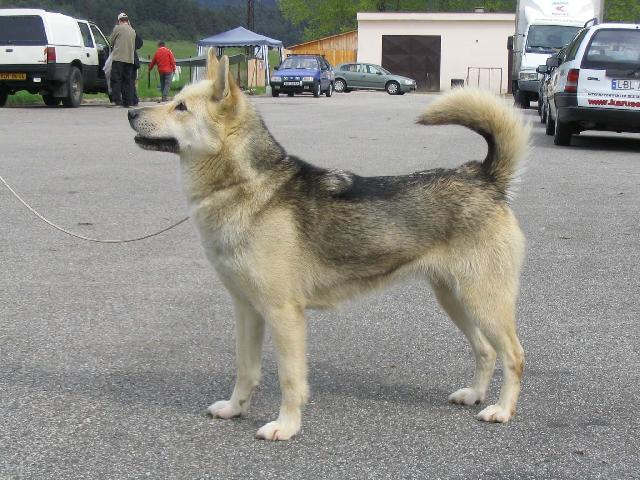 Фотографии к статье: Грёнландхунд (гренландская собака) (Greenland Dog) / Советы по уходу и воспитанию породы собак, описание собаки, помощь при болезнях, фотографии, дискусии и форум.