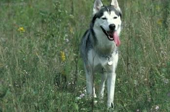 Фотографии к статье: Хоккайдо (Hokkaido, Ainu Dog) / Советы по уходу и воспитанию породы собак, описание собаки, помощь при болезнях, фотографии, дискусии и форум.