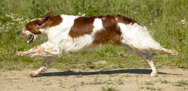 Фотографии к статье: Ирландский красно-белый сеттер (Irish Red and White Setter) / Советы по уходу и воспитанию породы собак, описание собаки, помощь при болезнях, фотографии, дискусии и форум.