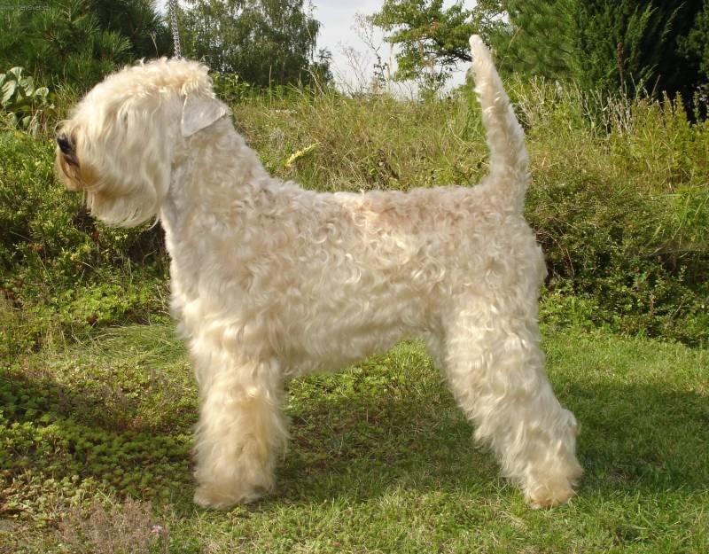 Фотографии к статье: Ирландский мягкошерстный пшеничный терьер (Irish Soft Coated Wheaten Terrier) / Советы по уходу и воспитанию породы собак, описание собаки, помощь при болезнях, фотографии, дискусии и форум.