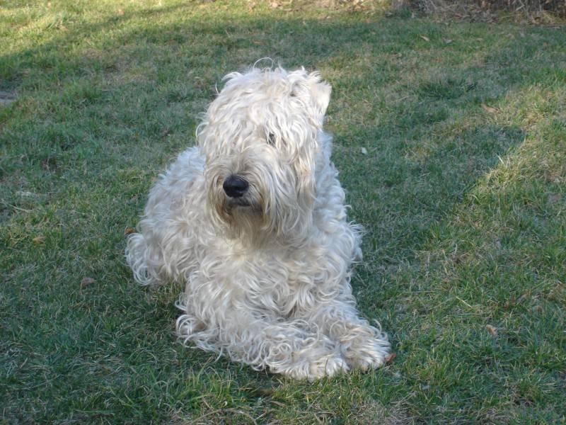 Фотографии к статье: Ирландский мягкошерстный пшеничный терьер (Irish Soft Coated Wheaten Terrier) / Советы по уходу и воспитанию породы собак, описание собаки, помощь при болезнях, фотографии, дискусии и форум.