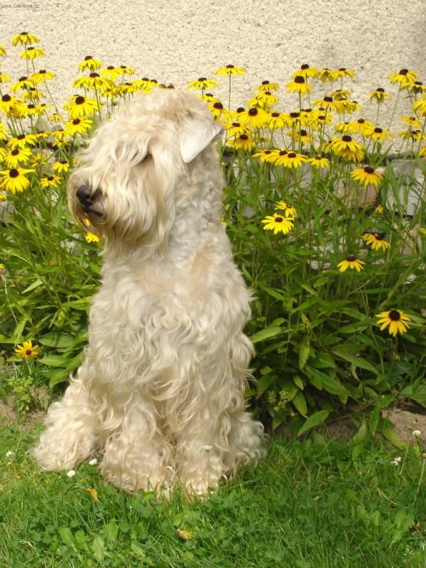 Фотографии к статье: Ирландский мягкошерстный пшеничный терьер (Irish Soft Coated Wheaten Terrier) / Советы по уходу и воспитанию породы собак, описание собаки, помощь при болезнях, фотографии, дискусии и форум.